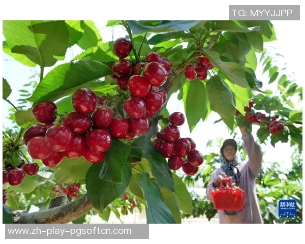 pg电子丛林水果-PG电子丛林水果，探索科技与自然的完美融合-pg电子丛林水果